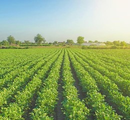 O Papel do ESG no Agronegócio: Sustentabilidade que gera lucro
