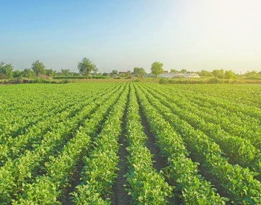 O Papel do ESG no Agronegócio: Sustentabilidade que gera lucro