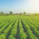 O Papel do ESG no Agronegócio: Sustentabilidade que gera lucro