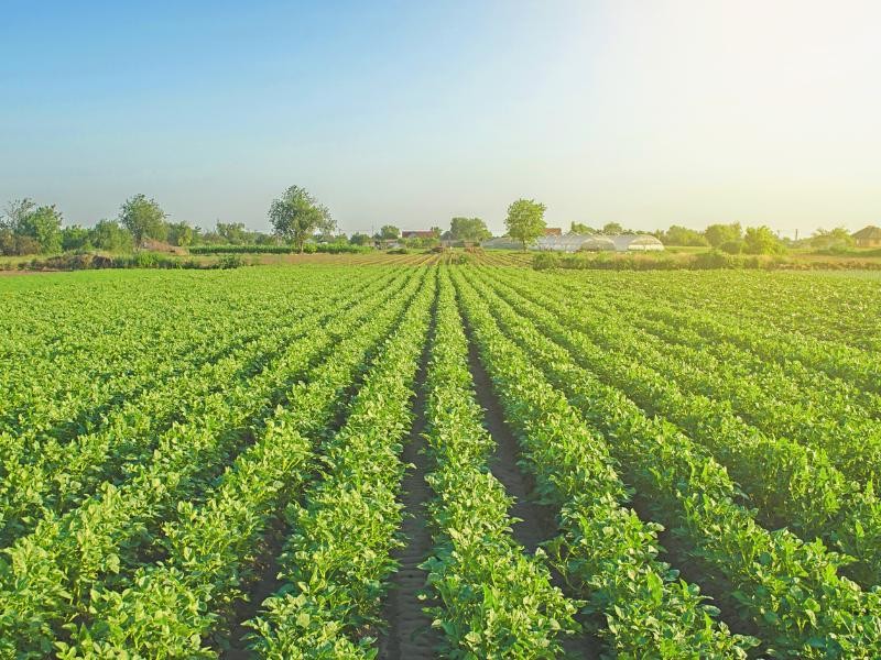 O Papel do ESG no Agronegócio: Sustentabilidade que gera lucro
