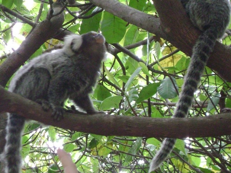 Laudo de Fauna para Indústrias